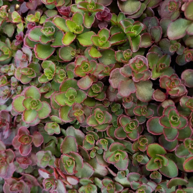 Sedum spurium 'Voodoo' - Sedum | Achat direct au producteur