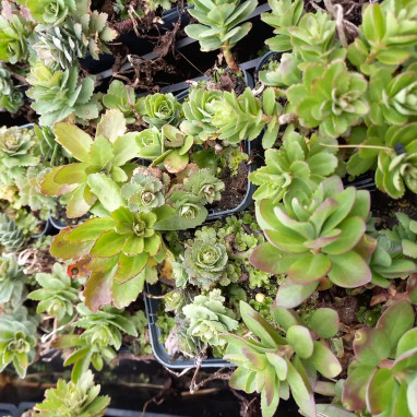 Sedum telephium 'Emperor's Waves' - Sedum | Achat direct au producteur