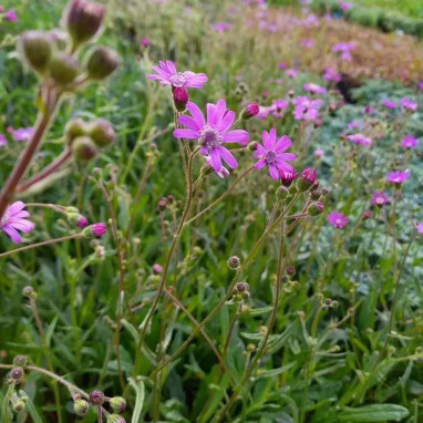 Senecio polyodon - Senecio | Achat direct au producteur