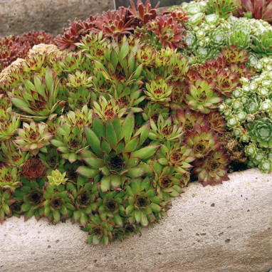 Sempervivum Plaque variée - Joubarbe | Achat direct au producteur