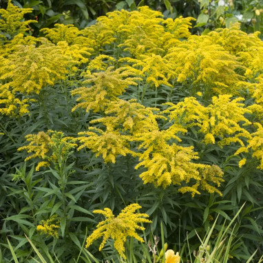 Solidago canadensis - Verge d'or du Canada | Achat producteur