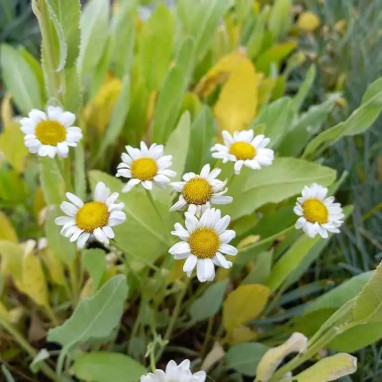 Tanacetum balsamita - Menthe coq | Achat direct au producteur