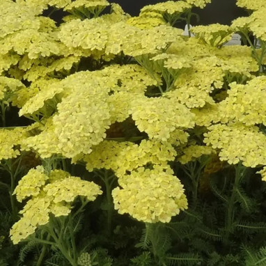 Achillea millefolium 'Desert Eve Yellow' - Achillea | Achat producteur