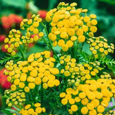 Tanaisie commune - Tanacetum vulgare | Achat direct au producteur