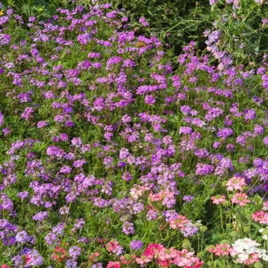 Verbena tenuisecta - Glandularia | Achat direct au producteur