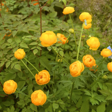 Trollius 'Orange Globe' - Trollius | Achat direct au producteur