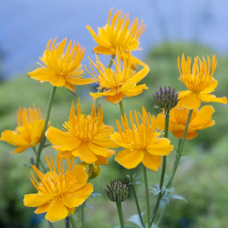 Trollius 'Orange Globe' - Trollius | Achat direct au producteur