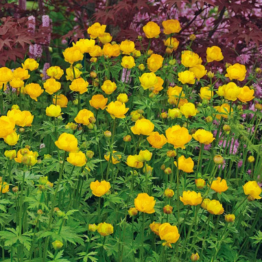 Trollius 'Lemon Supreme' - Trollius europaeus | Achat producteur