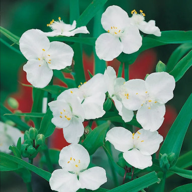 Tradescantia andersoniana bleu clair | Achat direct au producteur
