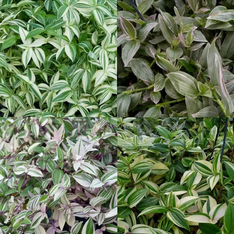 Tradescantia andersoniana bleu clair | Achat direct au producteur