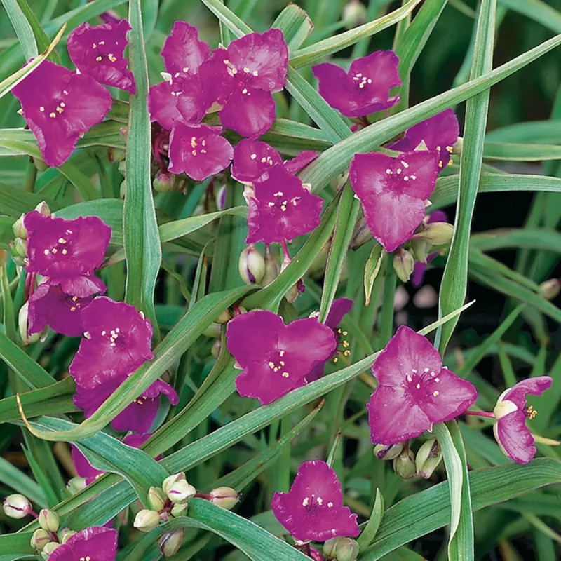 Tradescantia andersoniana bleu clair | Achat direct au producteur