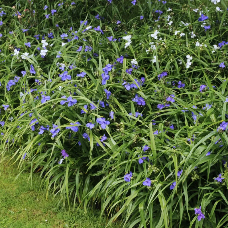 Tradescantia andersoniana bleu clair | Achat direct au producteur