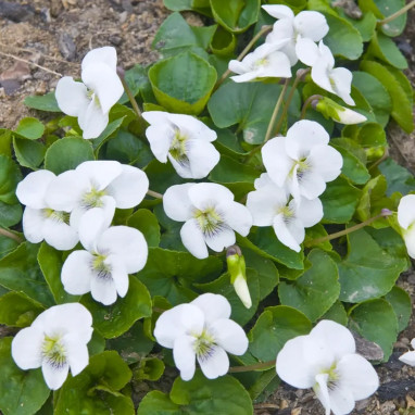 Viola odorata 'Alba' - Viola | Achat direct au producteur