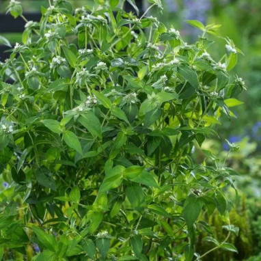 Pycnanthemum muticum - Pycnanthemum | Achat direct au producteur