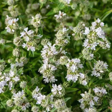 Pycnanthemum pilosum - Vivace aromatique | Achat direct producteur
