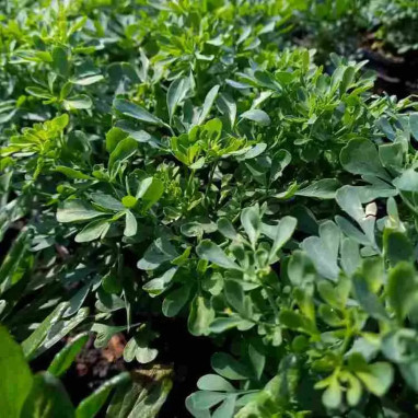 Ruta graveolens - Rue officinale | Achat direct au producteur