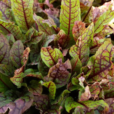 Rumex sanguineus - Oseille sanguine | Achat direct au producteur