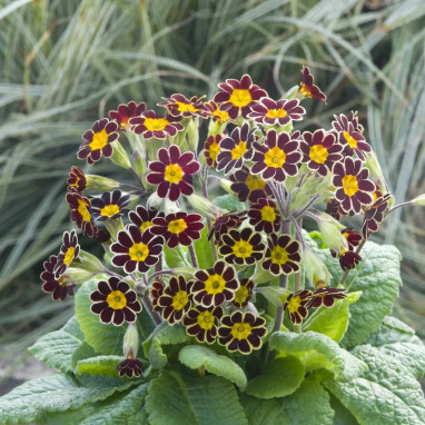 Primula elatior 'Gold Lace' - Primula | Achat direct au producteur