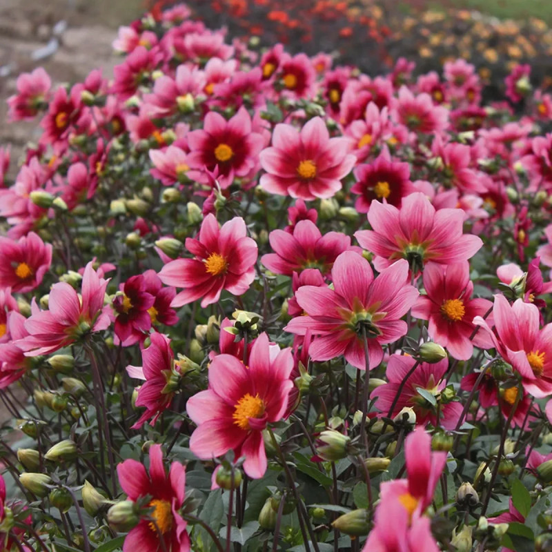 Dahlia nain simple 'Héroïne' - Dahlia | Achat direct au producteur