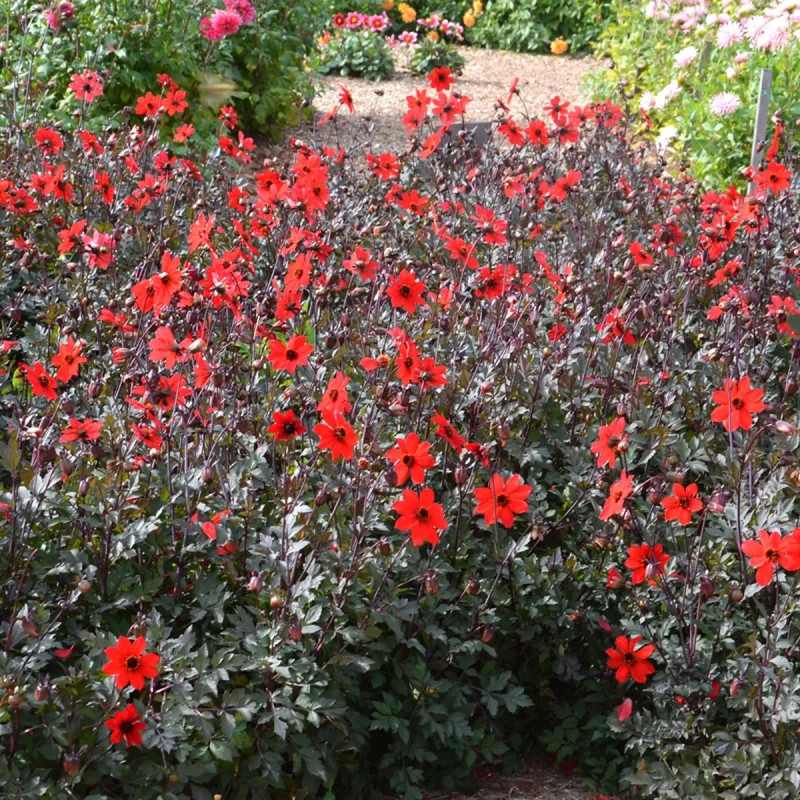 Dahlia nain simple Pampa - Dahlia | Achat direct au producteur