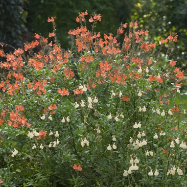 Salvia microphylla 'Orange' - Sauge arbustive | Achat producteur