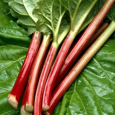Rhubarbe géante 'Victoria' BIO - Rheum | Achat direct au producteur