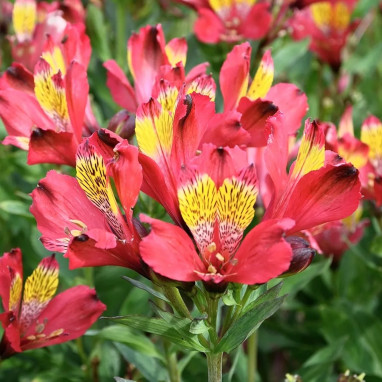 Alstrœmère Nain Titan - Alstroemeria | Achat direct au producteur