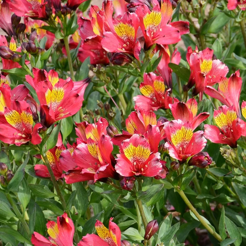 Alstrœmère Nain Titan - Alstroemeria | Achat direct au producteur