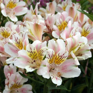 Alstrœmère nain Vénus - Alstroemeria | Achat direct au producteur