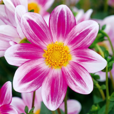 Dahlia nain simple 'P'tit Coquin' Bio - Dahlia | Achat producteur