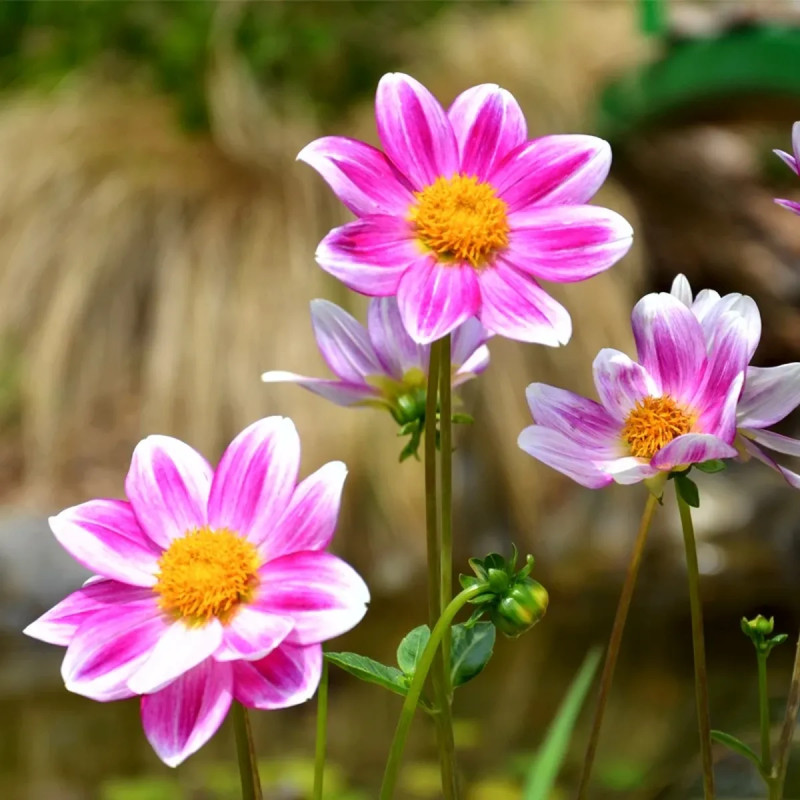 Dahlia nain simple 'P'tit Coquin' Bio - Dahlia | Achat producteur