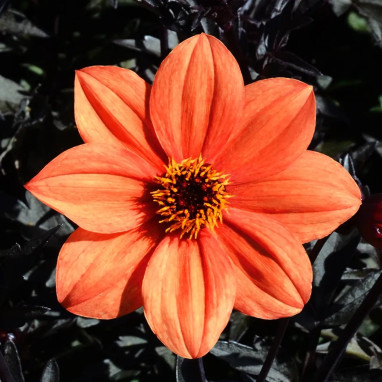 Dahlia nain simple 'Sienna & Black' - Dahlia | Achat producteur