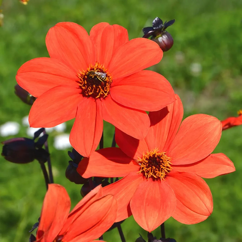 Dahlia nain simple 'Sienna & Black' - Dahlia | Achat producteur
