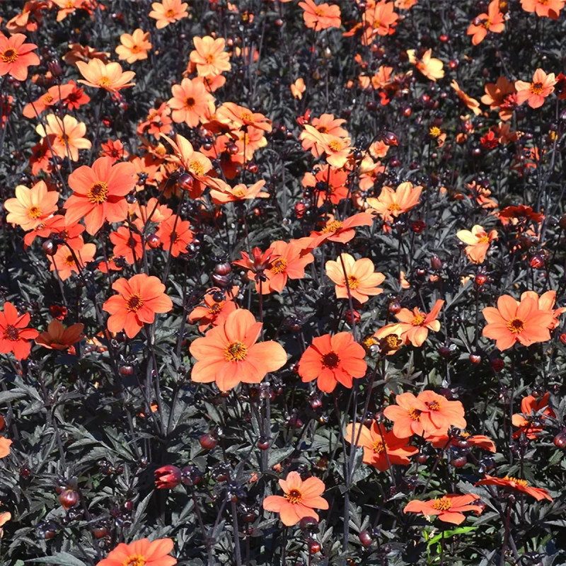 Dahlia nain simple 'Sienna & Black' - Dahlia | Achat producteur