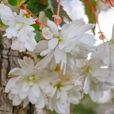 Bégonia Cascade Blanc - Begonia | Achat direct au producteur