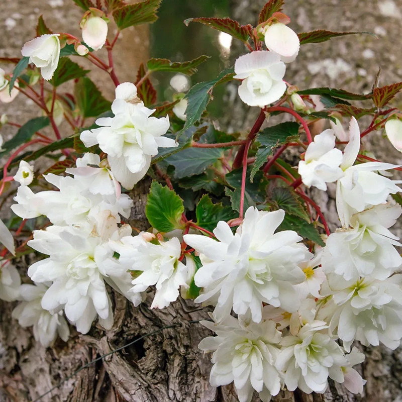 Bégonia Cascade Blanc - Begonia | Achat direct au producteur