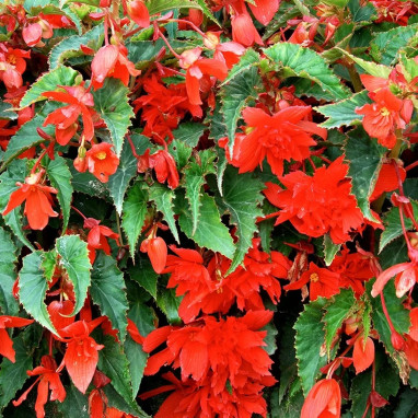 Bégonia Cascade Écarlate - Begonia | Achat direct au producteur