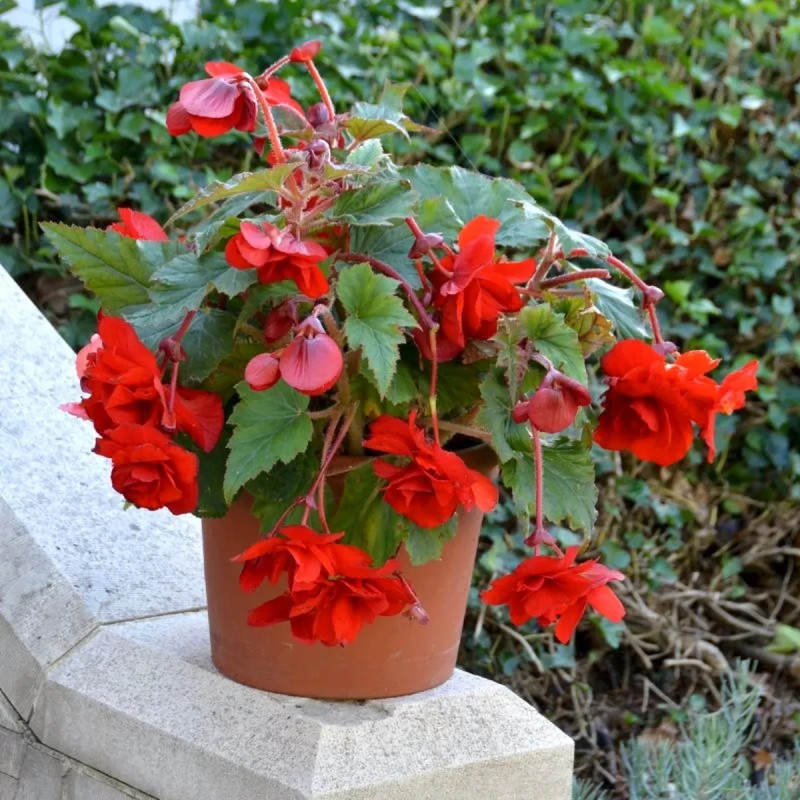 Bégonia Cascade Écarlate - Begonia | Achat direct au producteur
