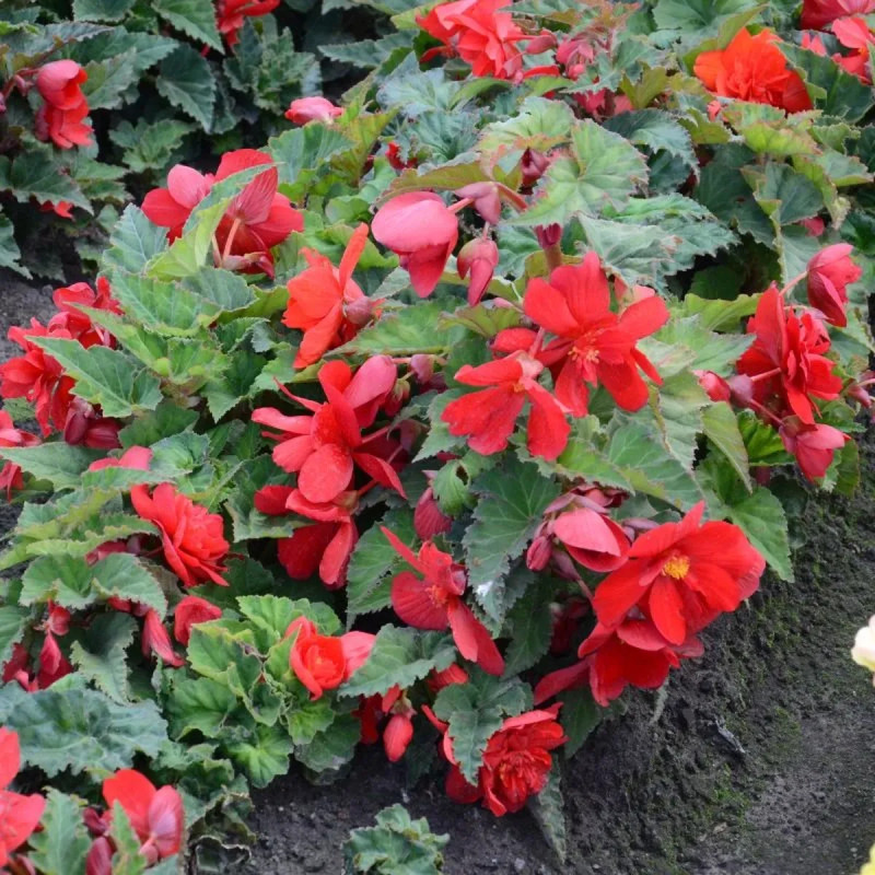 Bégonia Cascade Écarlate - Begonia | Achat direct au producteur
