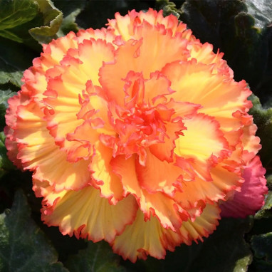 Bégonia Prima Donna Aurore - Begonia | Achat direct au producteur
