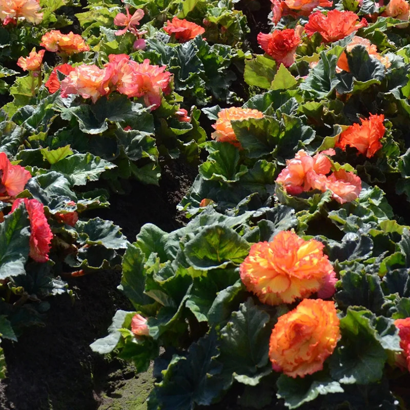 Bégonia Prima Donna Aurore - Begonia | Achat direct au producteur