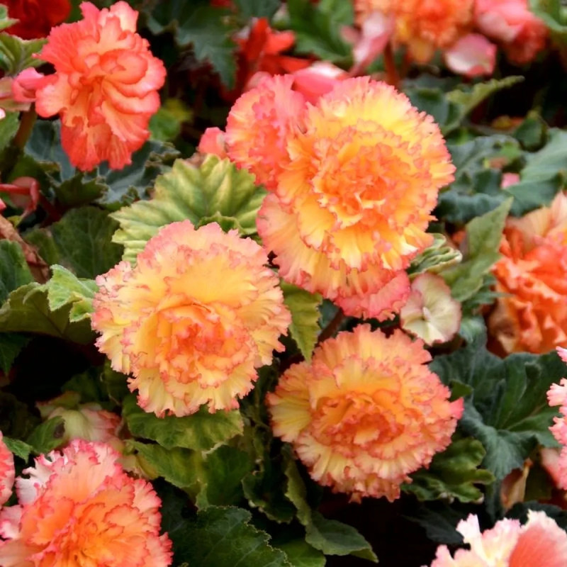 Bégonia Prima Donna Aurore - Begonia | Achat direct au producteur