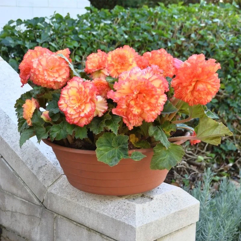 Bégonia Prima Donna Aurore - Begonia | Achat direct au producteur