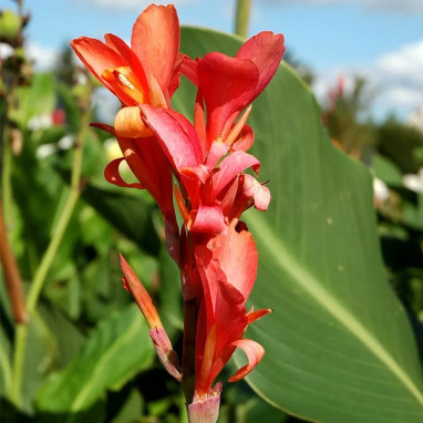 Canna Géant Eden - Canna indica | Achat direct au producteur
