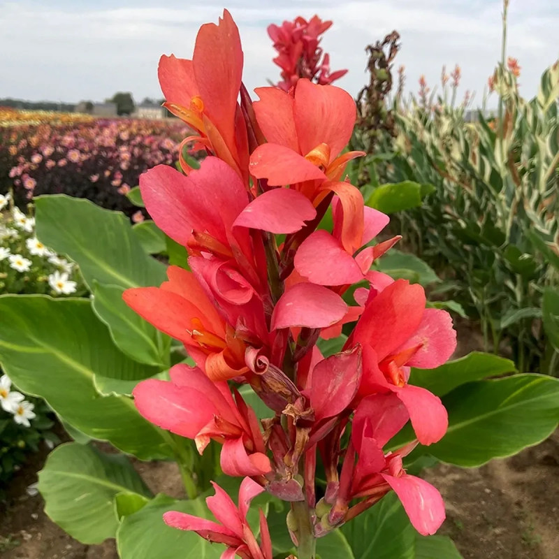 Canna Géant Eden - Canna indica | Achat direct au producteur