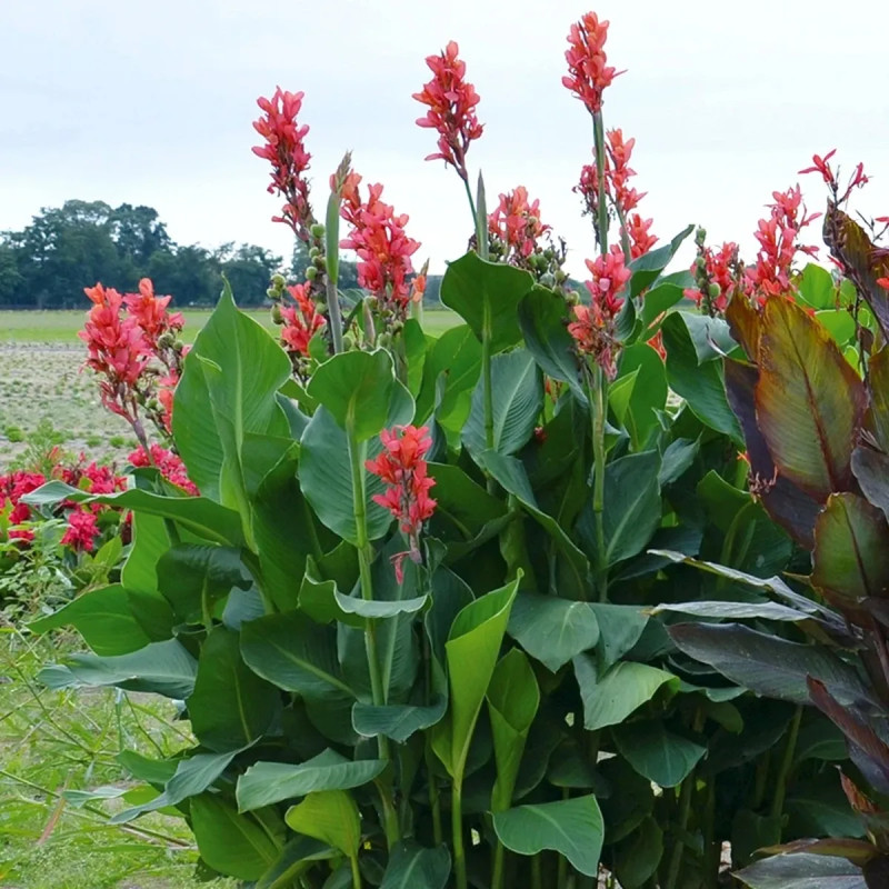Canna Géant Eden - Canna indica | Achat direct au producteur
