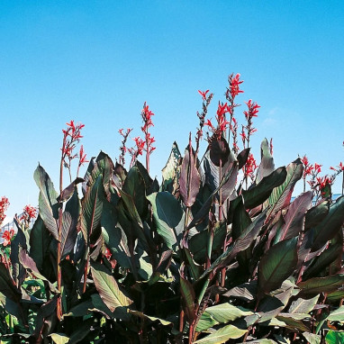 Canna géant Ibis - Canna | Achat direct au producteur