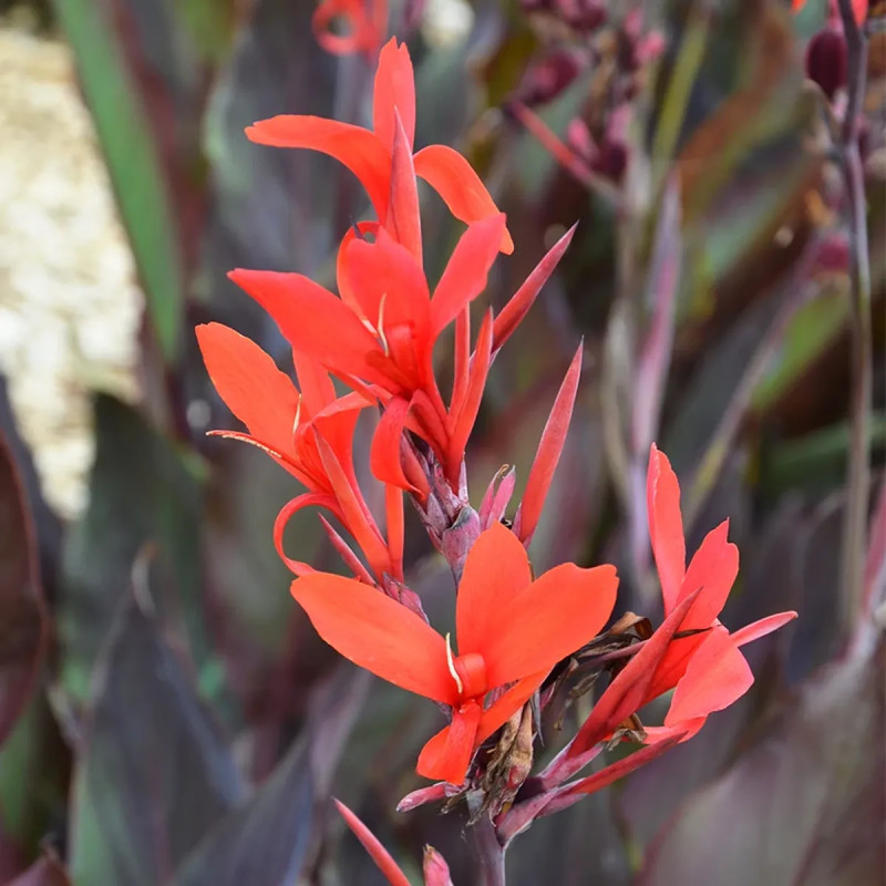 Canna géant Ibis - Canna | Achat direct au producteur