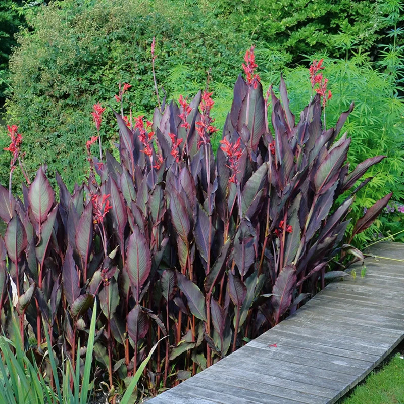 Canna géant Ibis - Canna | Achat direct au producteur