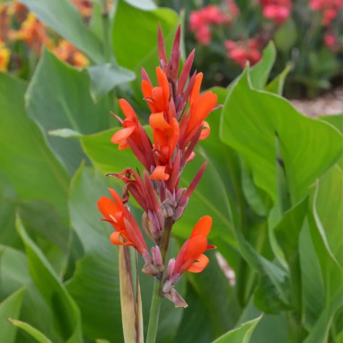 Canna Géant Marabout - Canna indica | Achat direct au producteur